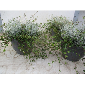 LEUCOPH BROWNII