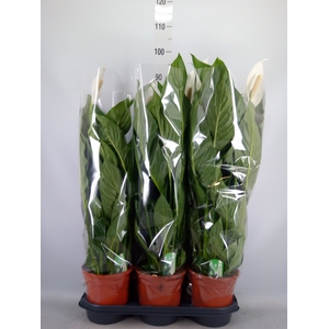 Spathiphyllum  'Bingo Cupido'