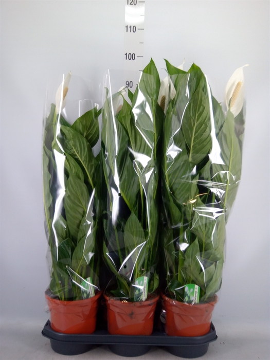 <h4>Spathiphyllum  'Bingo Cupido'</h4>