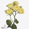 Rosa spray lemon trendsetter
