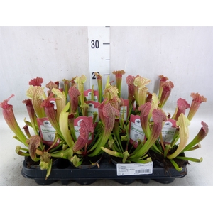 Sarracenia   ...