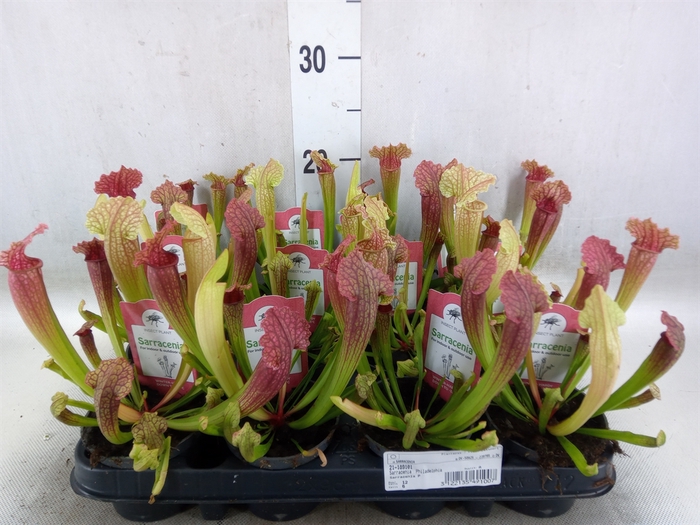 <h4>Sarracenia   ...</h4>
