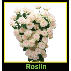 Rosa Spray Roselin