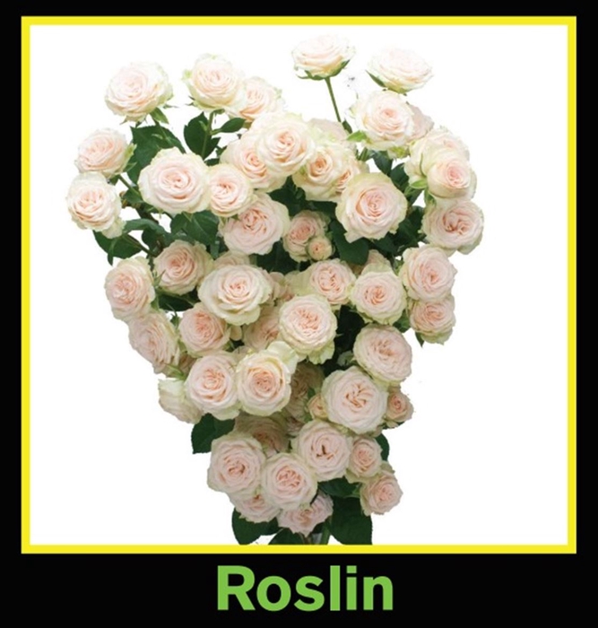 <h4>Rosa Spray Roselin</h4>