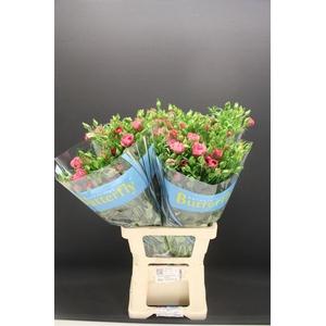 Ran Butterfly Jupiter 70cm