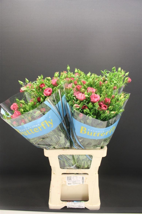 <h4>Ran Butterfly Jupiter 70cm</h4>