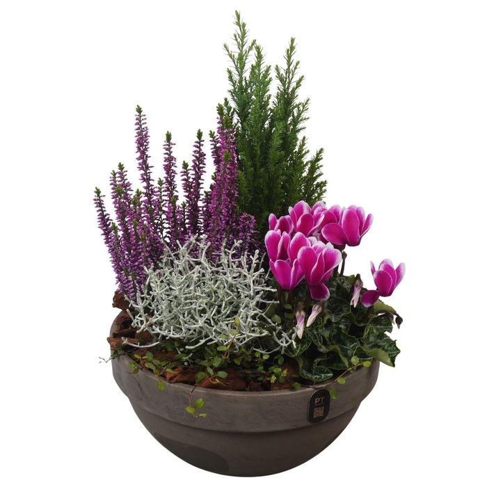 <h4>Arr.   Tuinplanten L%</h4>