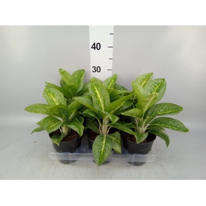 Aglaonema KB 'Lemon Mint'
