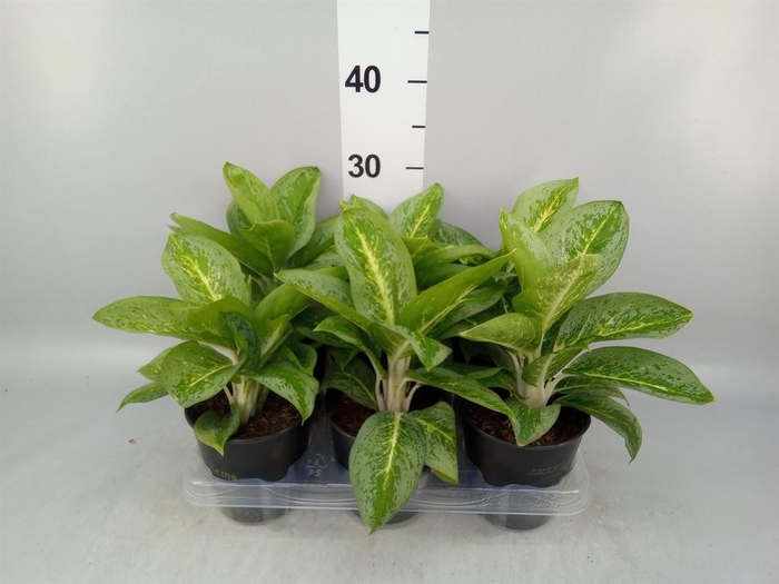 <h4>Aglaonema KB 'Lemon Mint'</h4>