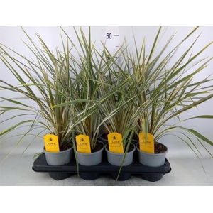 Cordyline austr. 'Variegata'