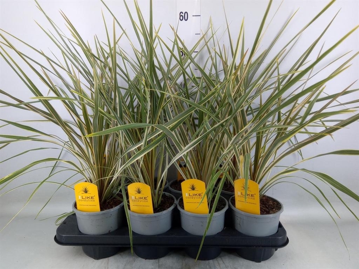 <h4>Cordyline austr. 'Variegata'</h4>