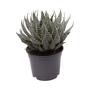 ALOE ARISTATA P9