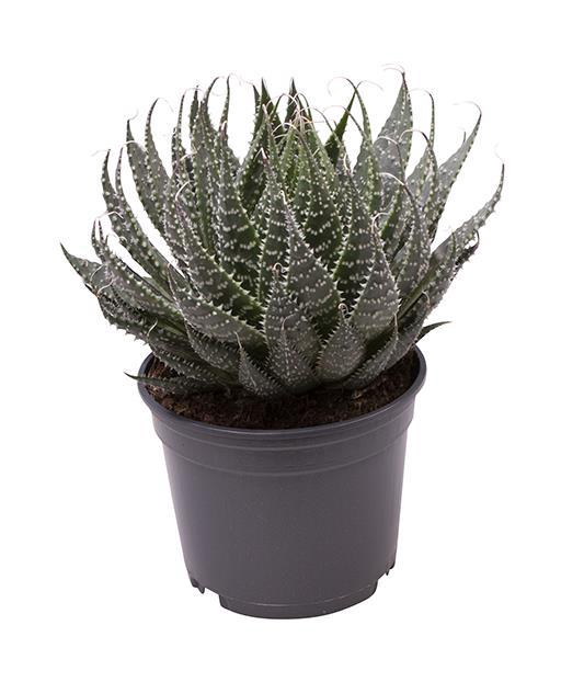 <h4>ALOE ARISTATA P9</h4>