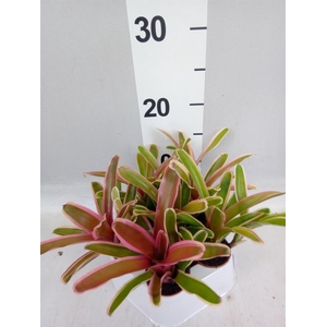 Neoregelia  'Fire Ball Striped'
