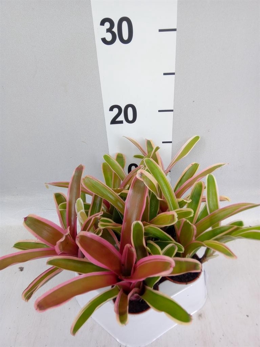 <h4>Neoregelia  'Fire Ball Striped'</h4>