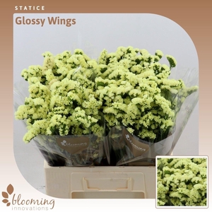 LIM S GLOSSY WINGS