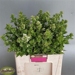 PHLOX P MAG SNOWDRPZ