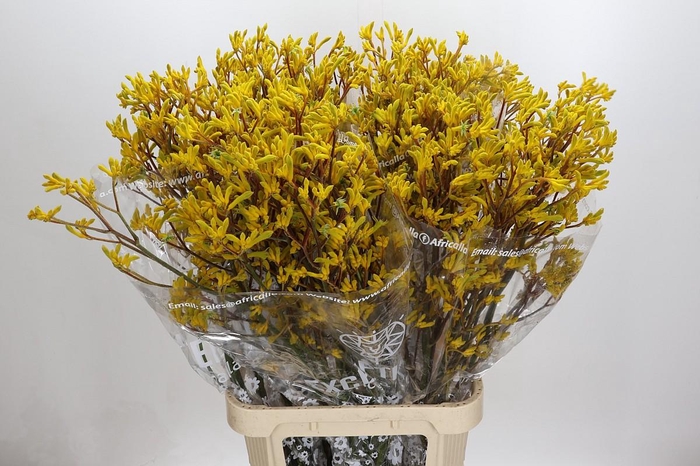 <h4>Anigozanthos Skippy Midday</h4>