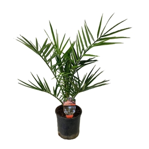 Phoenix canariensis