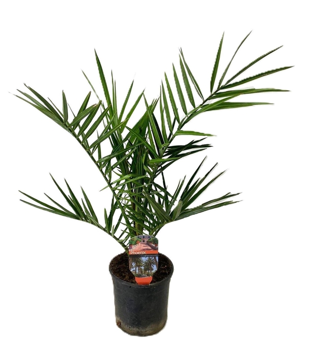 <h4>Phoenix canariensis</h4>
