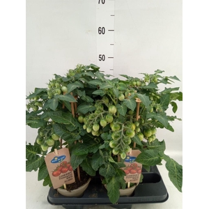 Solanum lycopersicum   ...