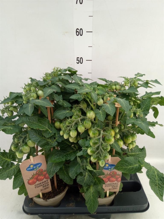 Solanum lycopersicum   ...