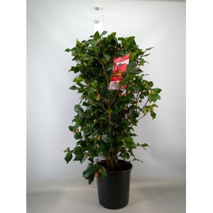 Camellia japonica 'Dr King'