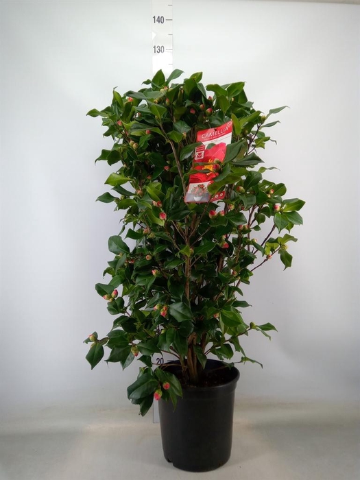 <h4>Camellia japonica 'Dr King'</h4>