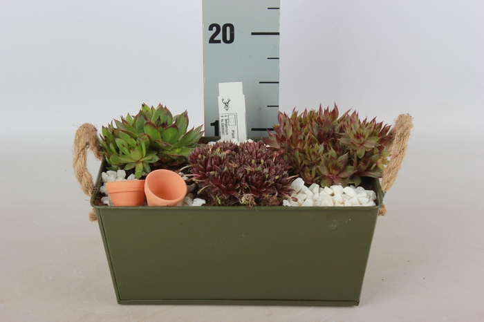 <h4>ARR SEMPERVIVUM</h4>