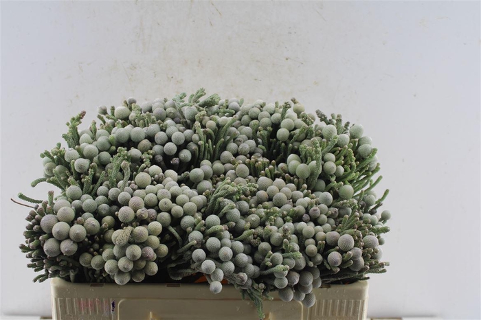 <h4>Kaaps Silver Brunia</h4>