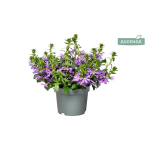 Scaevola Blauw