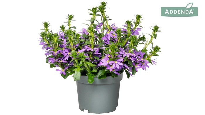 <h4>Scaevola Blauw</h4>