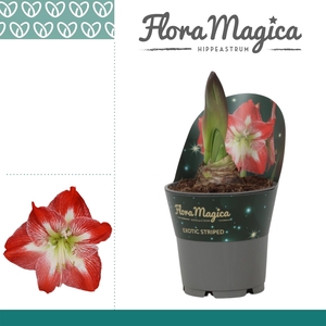 Amaryllis Exotic Striped 2 knop Extra OP in potkraag