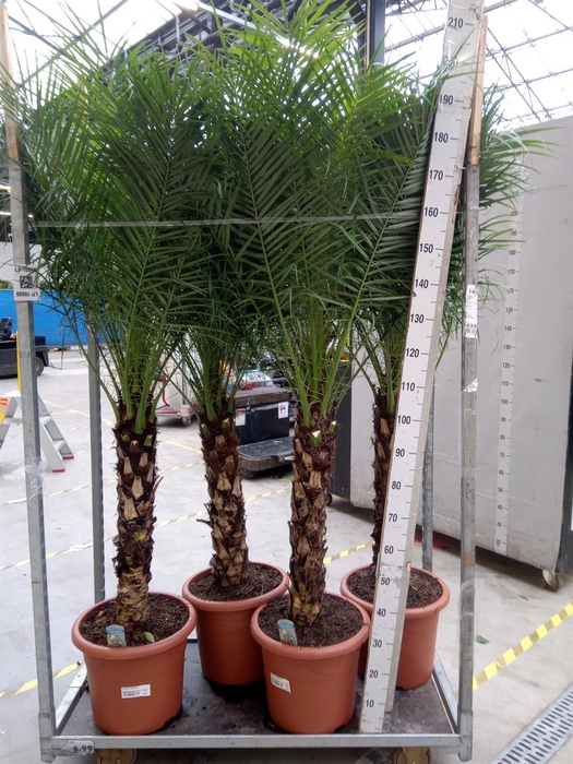 <h4>Phoenix roebelenii</h4>