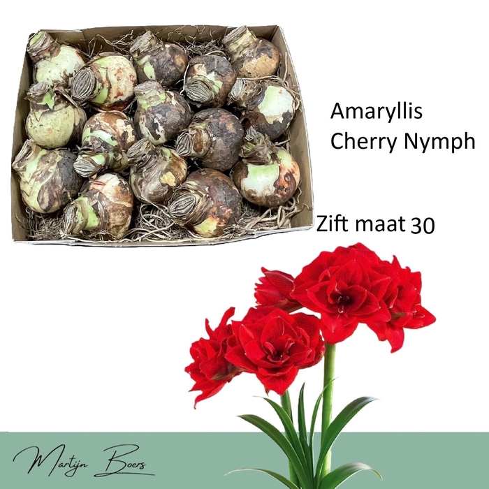 <h4>HIPP DG CHERRY NYMPH</h4>