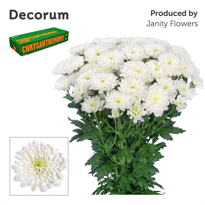 <h4>Chr T Altaj Decorum</h4>