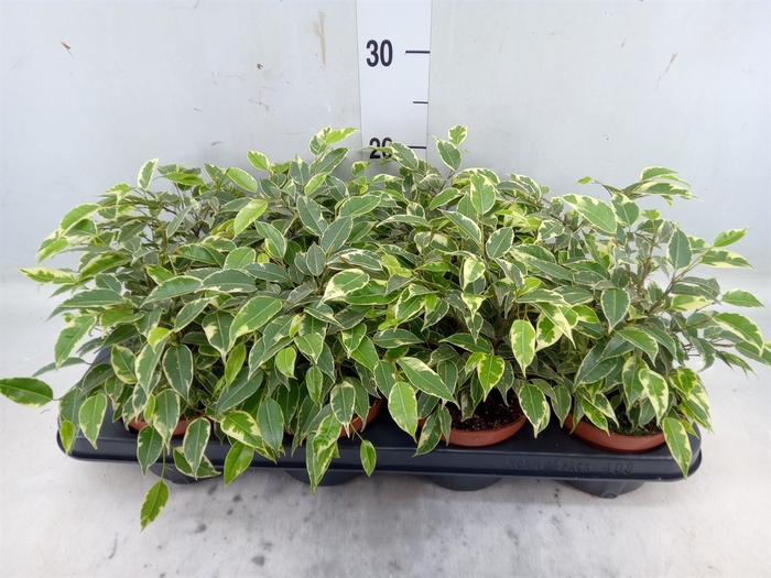 <h4>Ficus benja. 'Kinky'</h4>