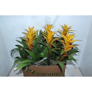 GUZMANIA AMARELA P14