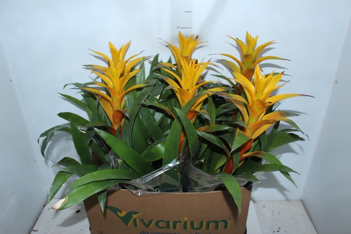 <h4>GUZMANIA AMARELA P14</h4>