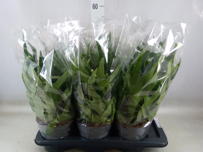 <h4>Platycerium bifurc.</h4>