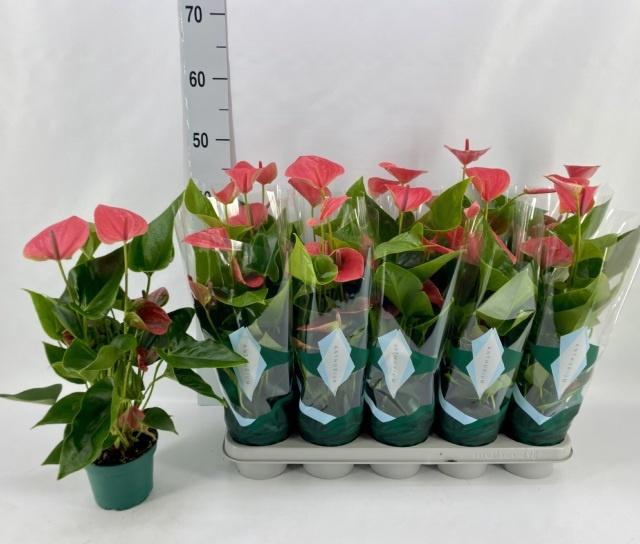 <h4>ANTHU AN MELITO</h4>