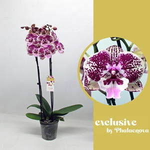 Wioletta 2-tak 60cm (RIJP)