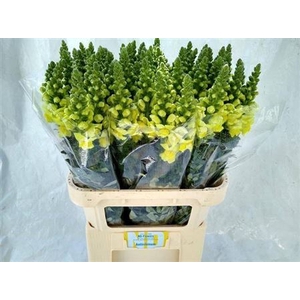 Antirrhinum majus 'Opus Yellow'