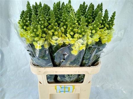 <h4>Antirrhinum majus 'Opus Yellow'</h4>