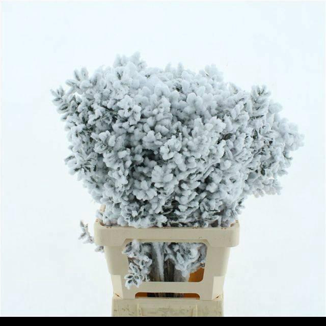 <h4>RUSCUS OV KLB H%</h4>