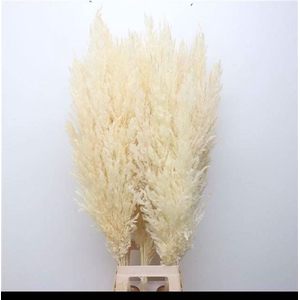CORTADERIA SELL.   ...COLORED H% white