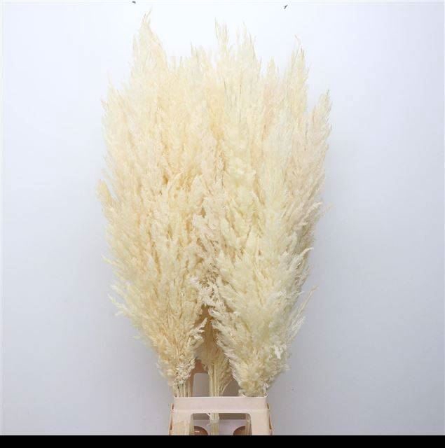 <h4>CORTADERIA SELL.   ...COLORED H% white</h4>