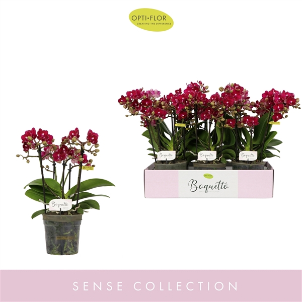 <h4>Phal 3-5 tak Boquetto Temptation</h4>