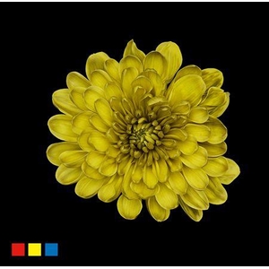 Chr T Altaj Moss Green