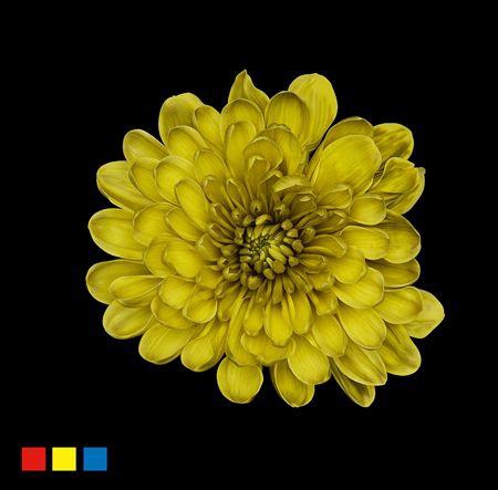 <h4>Chr T Altaj Moss Green</h4>